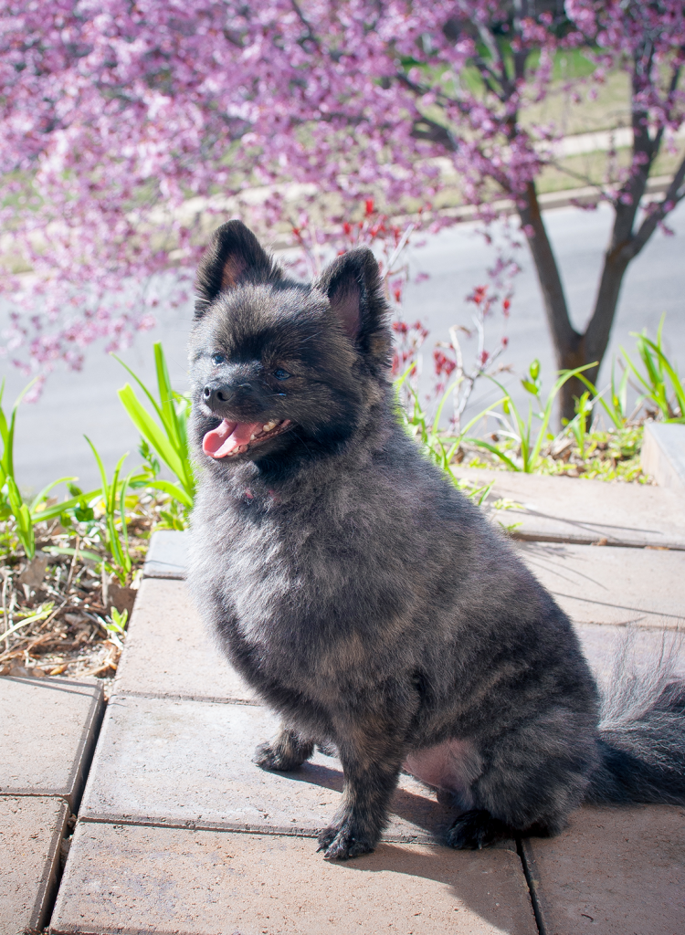 Freeze Dried Dog and Cat Snacks