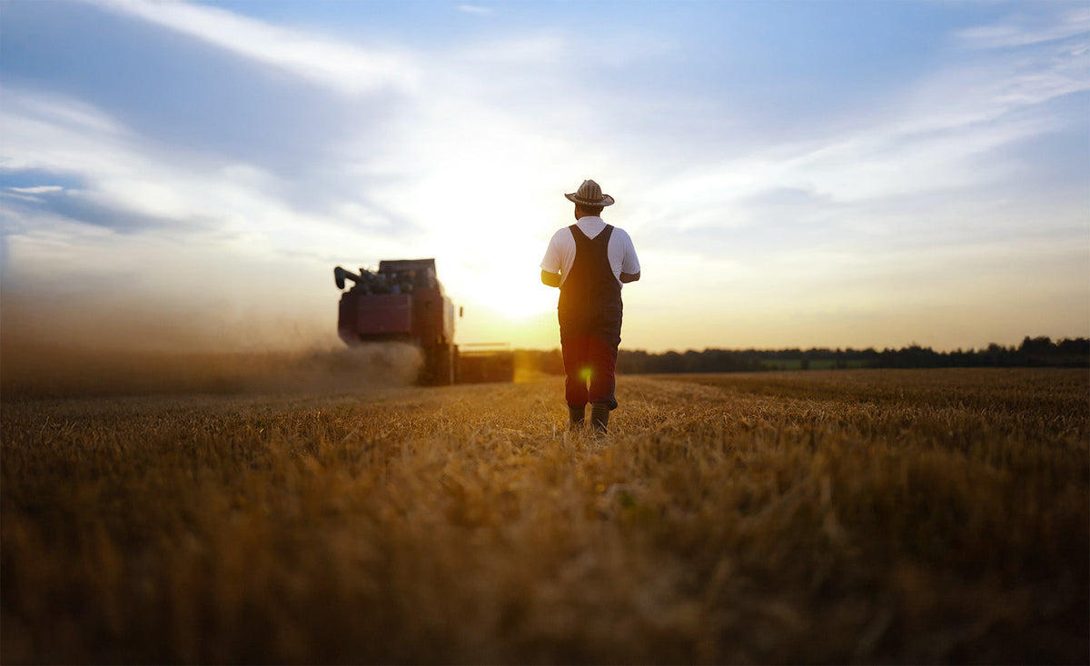 Is a CSA Worth Joining? What to Expect