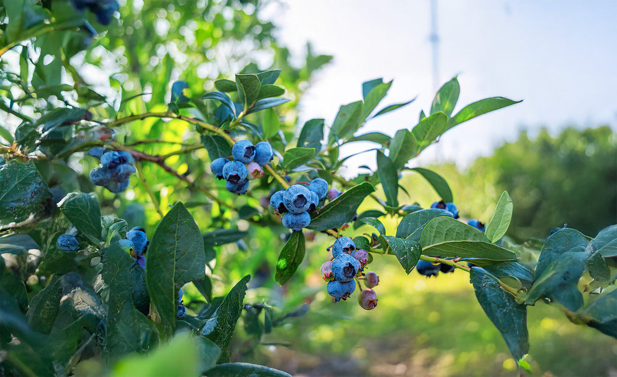 How to Grow Fruit Year-Round in Your Garden
