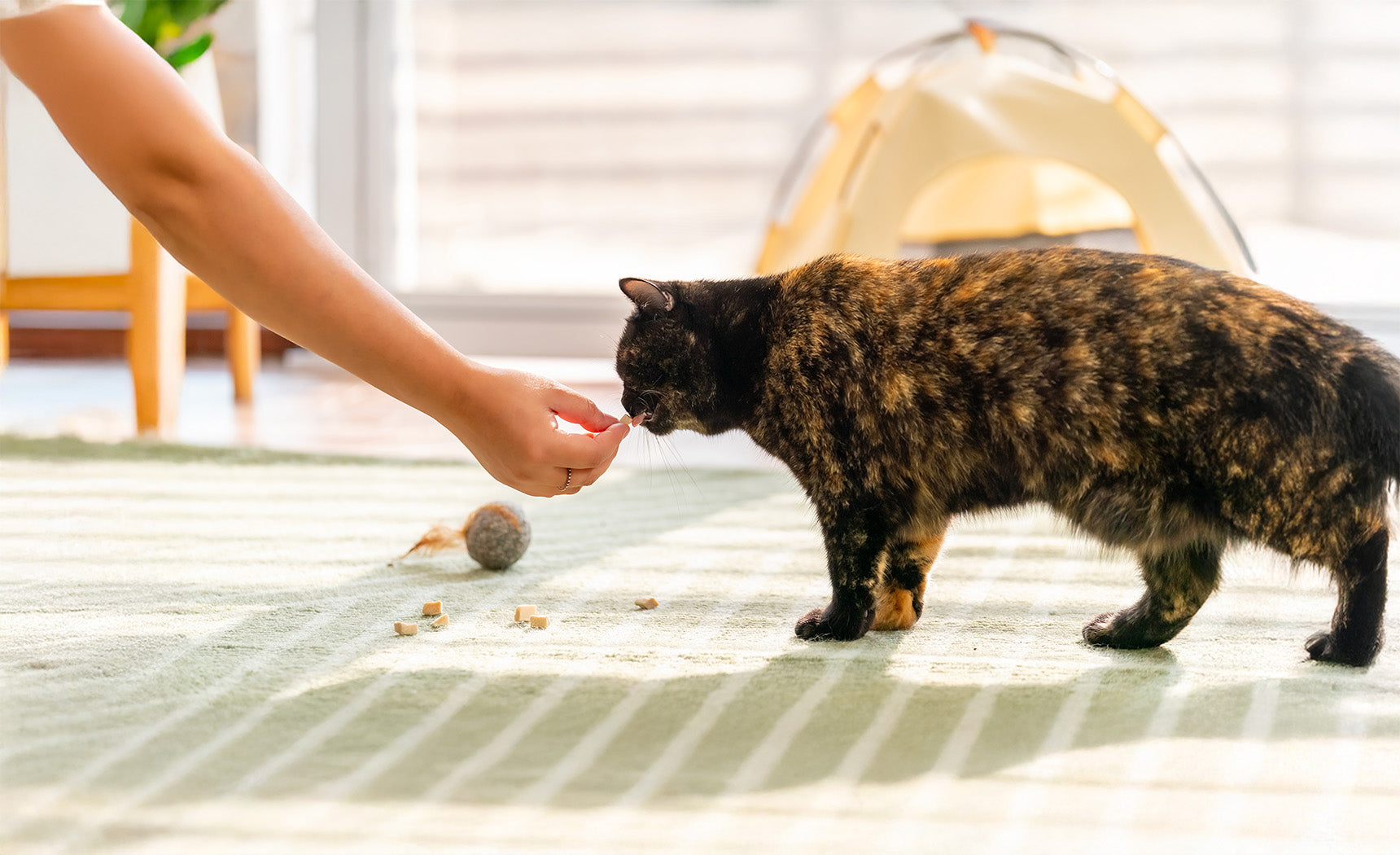 How to Make Healthy Freeze-Dried Dog & Cat Treats at Home