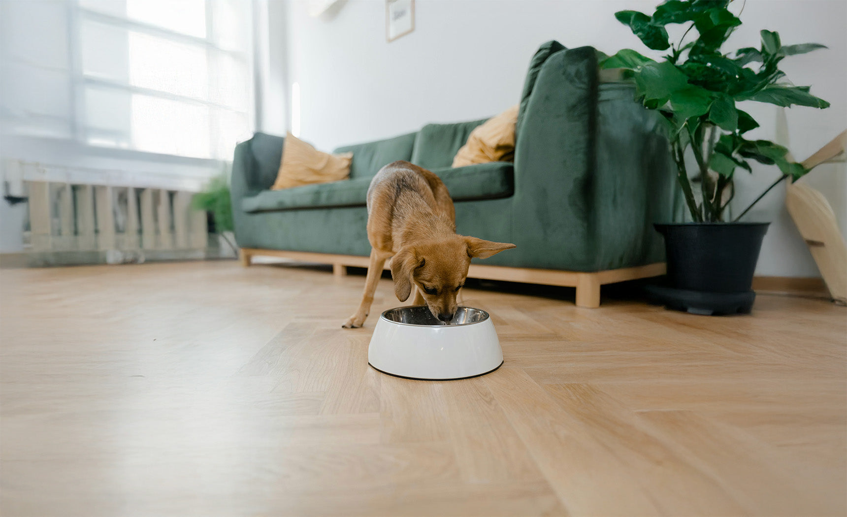 Freeze Drying Food and Snacks for Your Pets