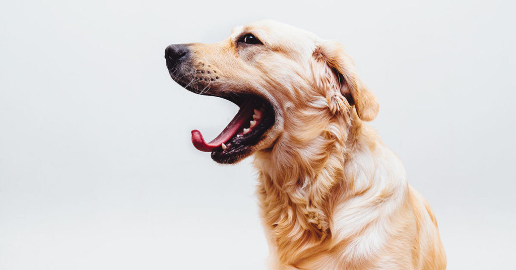 Freeze Dried Pet Snacks