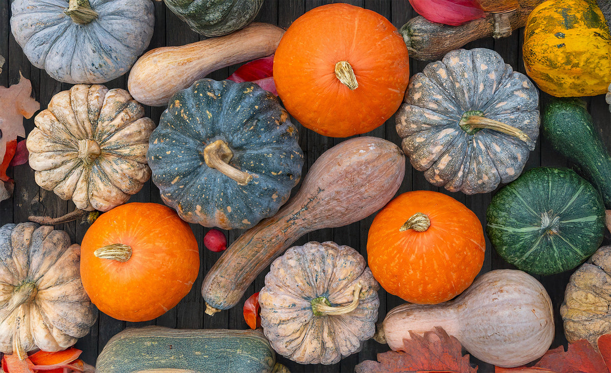 Adventures in Home Freeze-Drying: Lisa Barker's Story