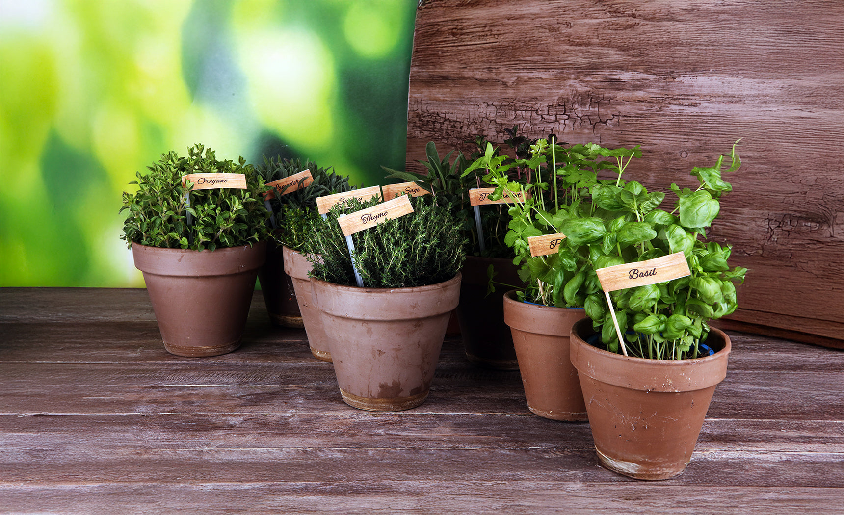 Planting a Kitchen Herb Garden