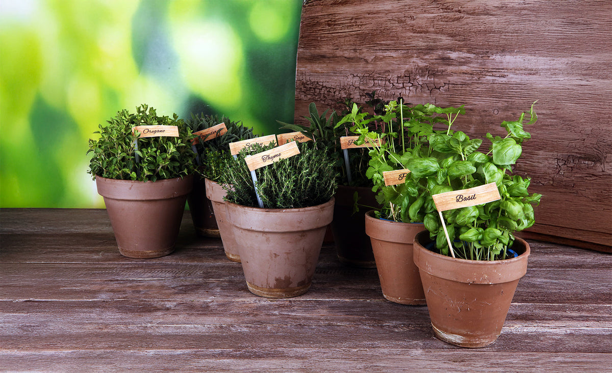 How to Plant a Kitchen Herb Garden
