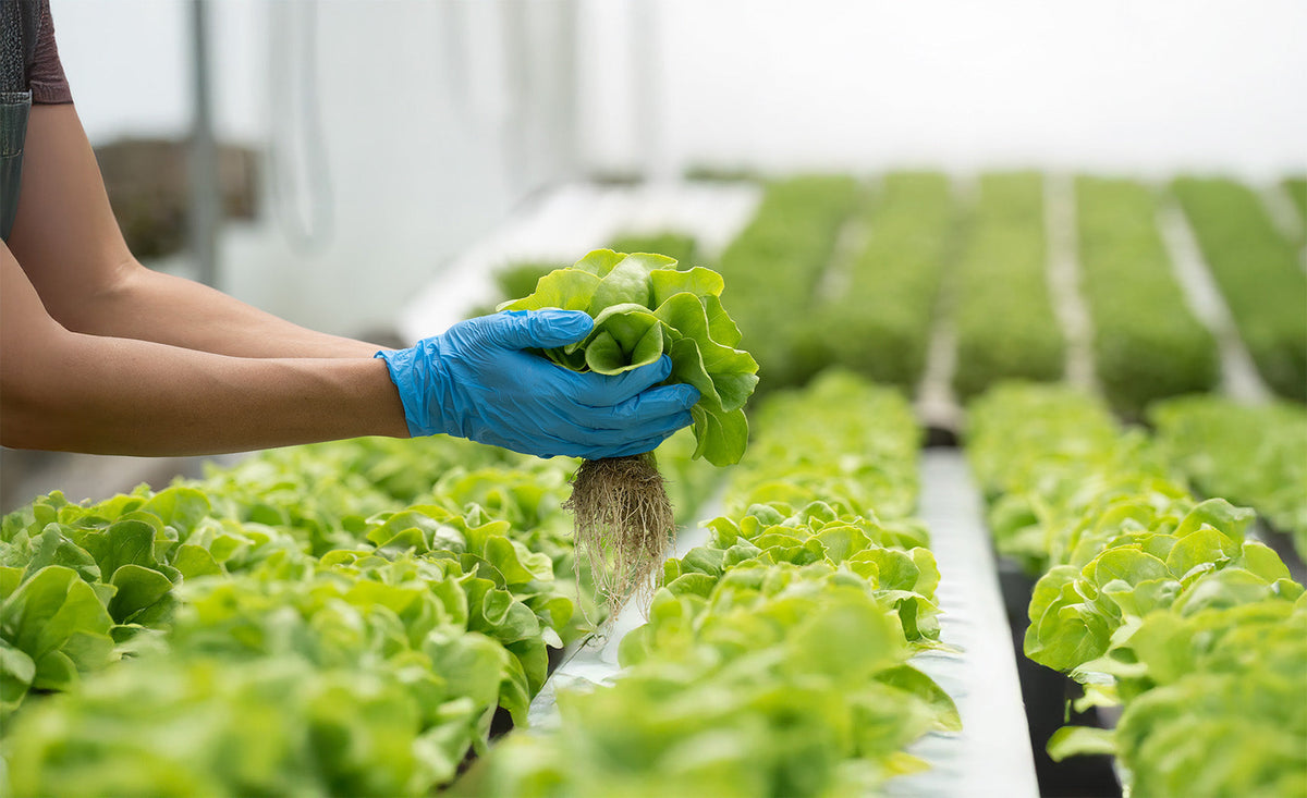 Hydroponics for Year-Round Freeze-Dried Food