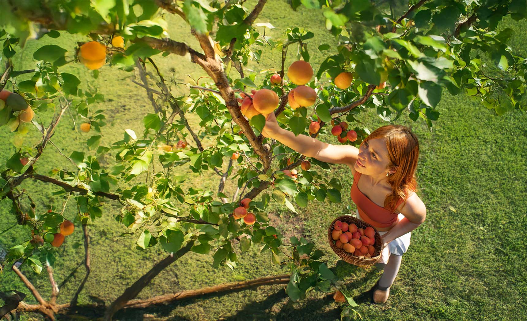 Fruit Trees to Grow in Your Climate Zone