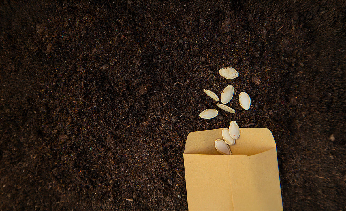 Can You Freeze Dry Garden Seeds?