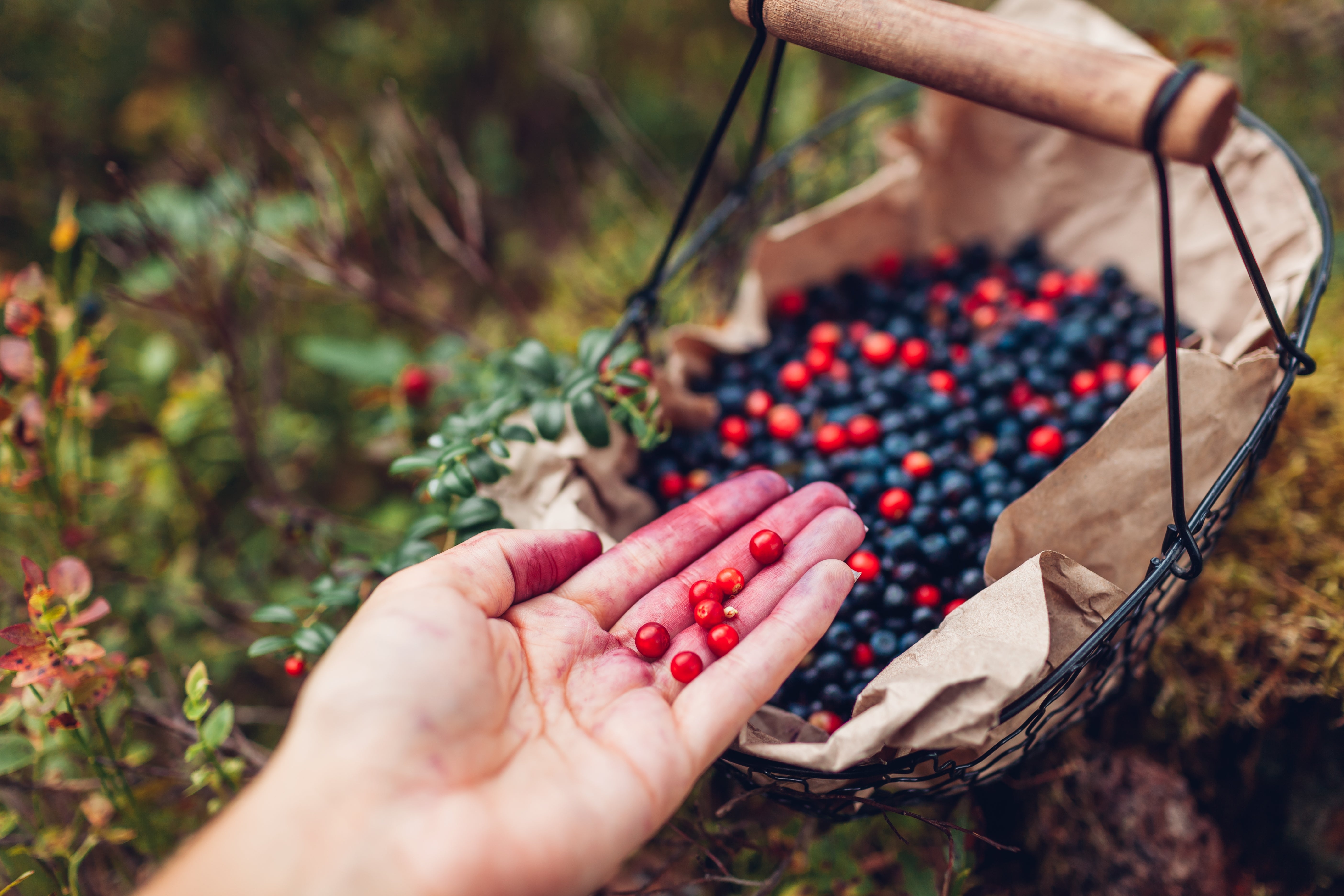 The Best Wild Foods to Forage and Freeze Dry