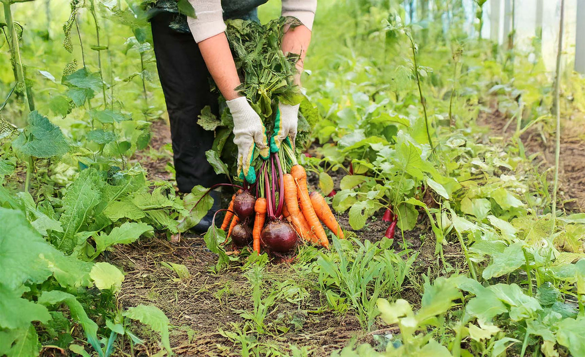 How to Preserve a Full Harvest: Method by Crop Type