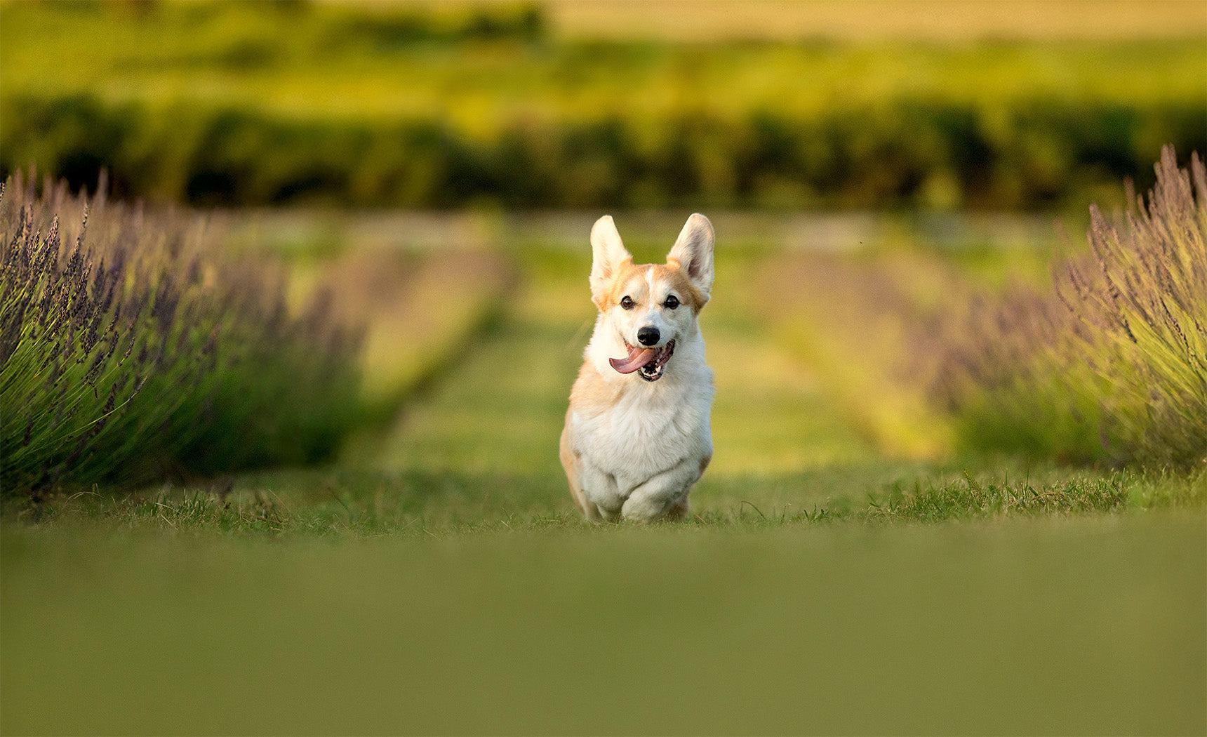 Homemade Freeze-Dried Dog & Cat Food: Benefits, Safety & Storage