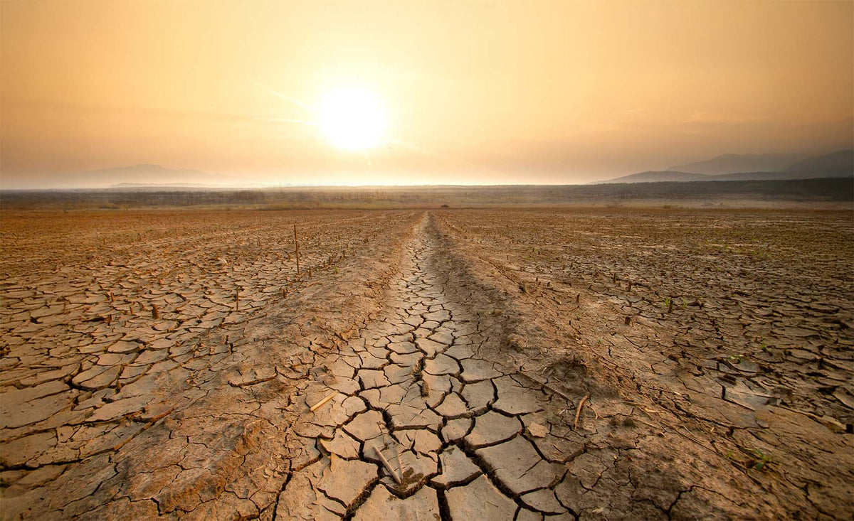 Why Drought Affects Some Food Prices More Than Others