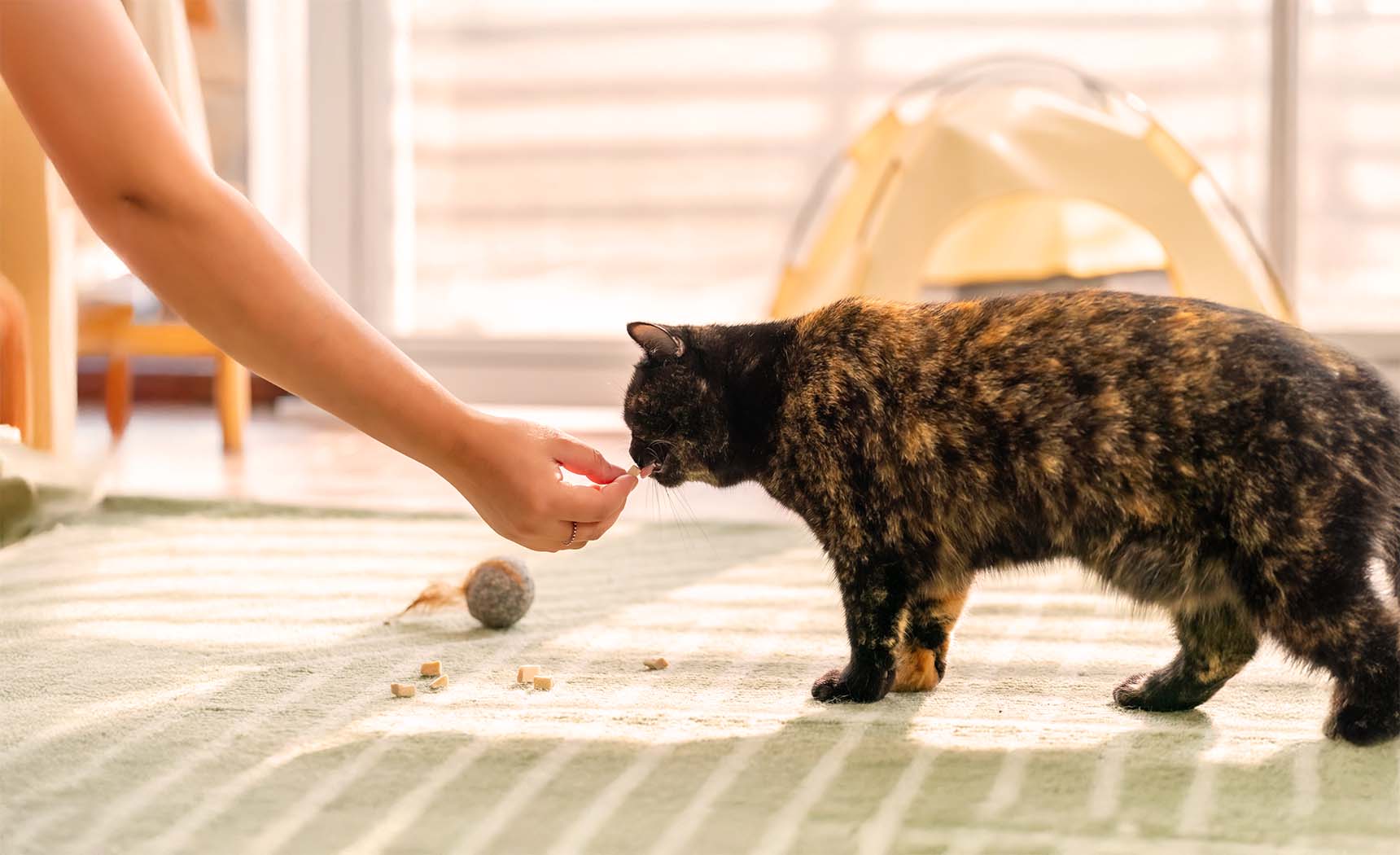 Freeze Dry Your Own Pet Food