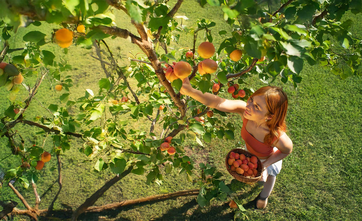 Fruit Trees to Grow in Your Climate Zone