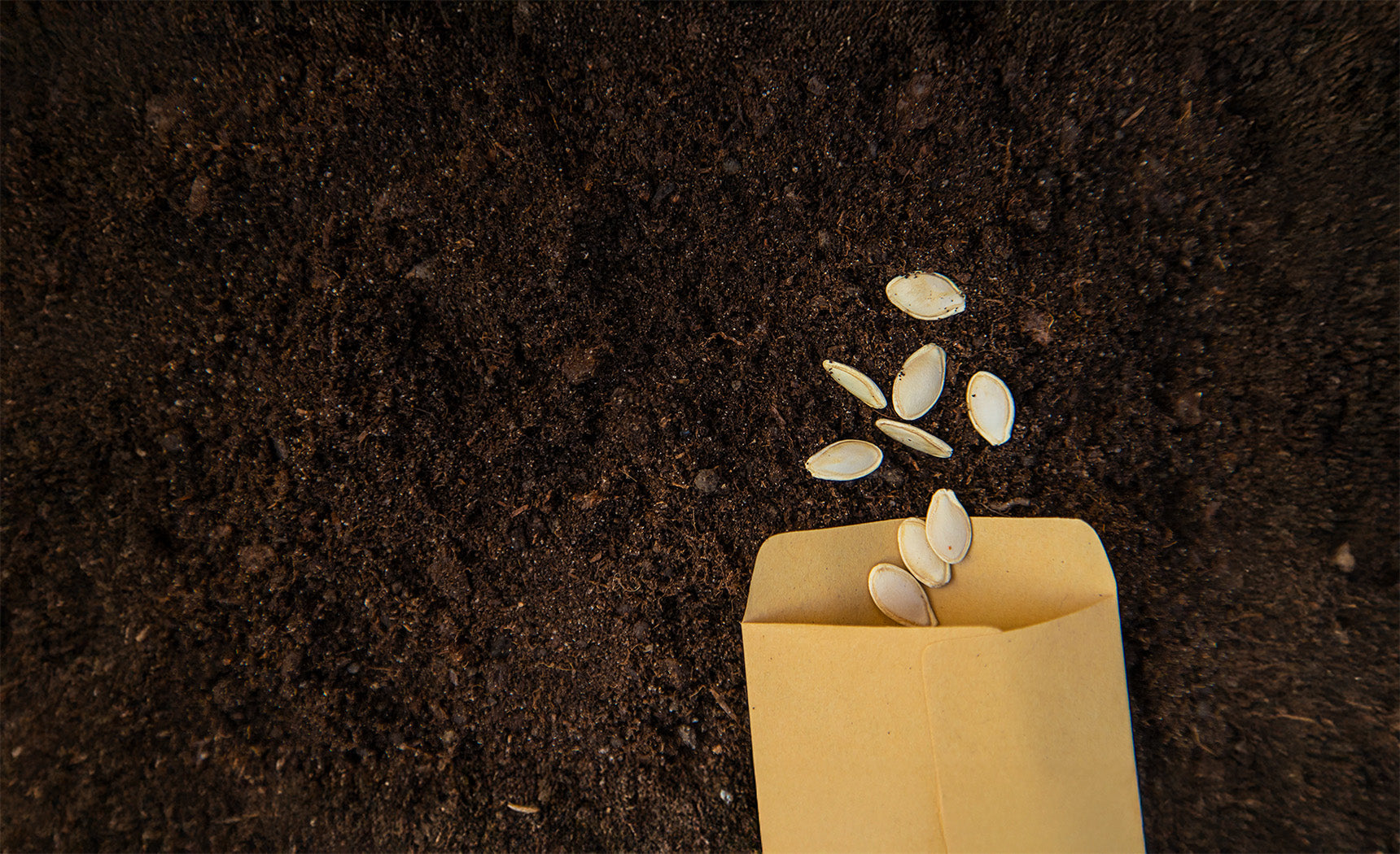 Freeze-Dried Garden Seeds