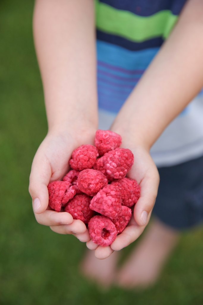 hands holding freeze dried raspberries