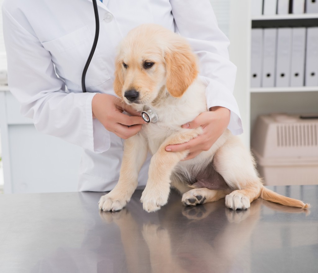 puppy being checked at the vet