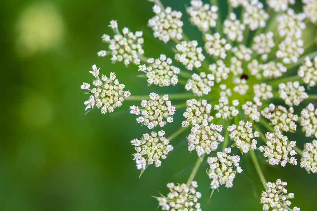 Queen Anne's Lace