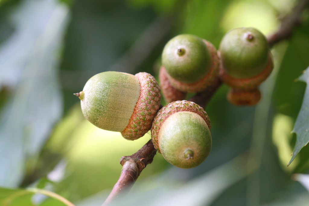 acorns