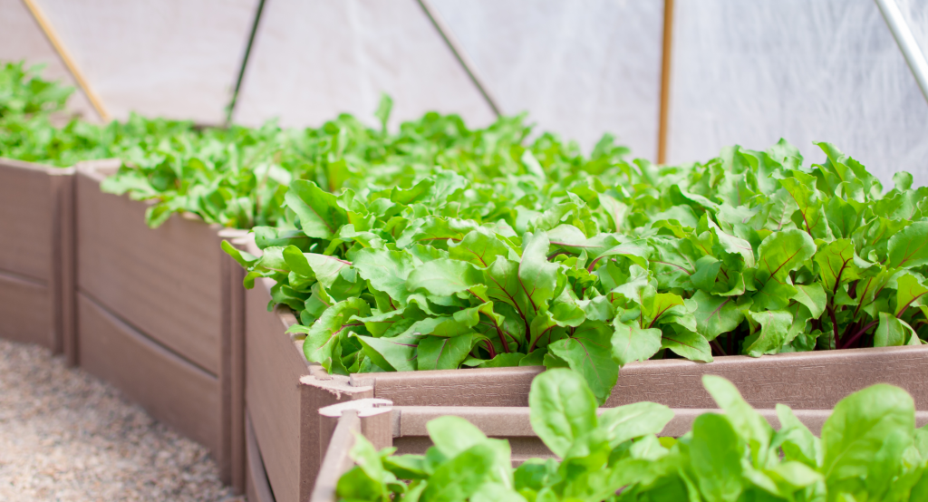 planter beds of greens