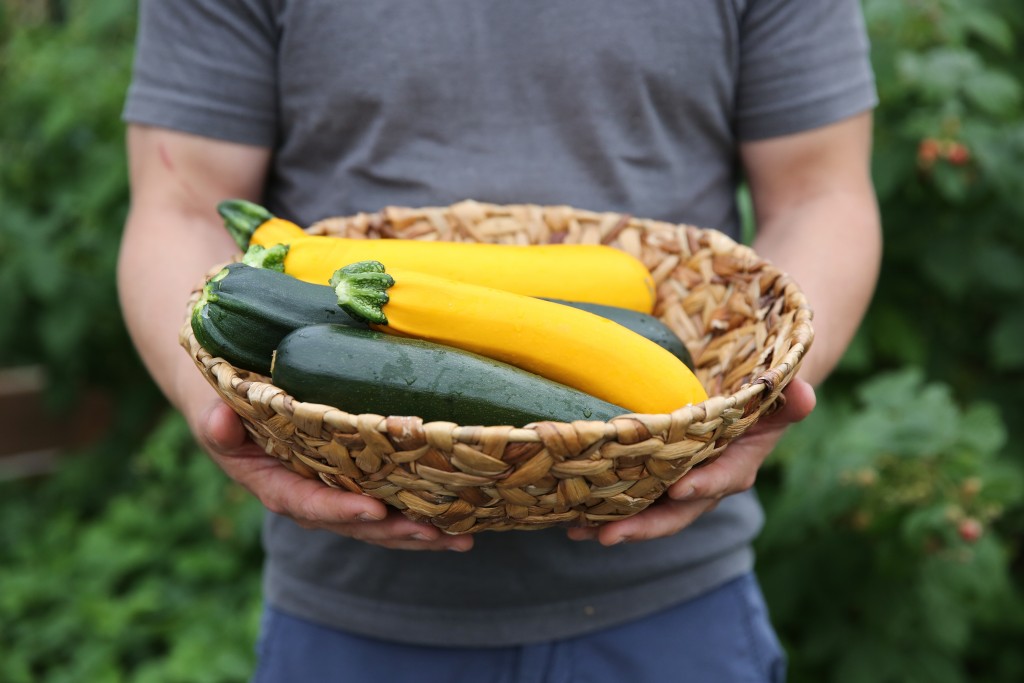 hands holding a basket of zucchini and yellow squash