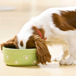 a small dog eating food out of a green bowl