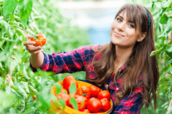 woman holding a basket of tomatoes in a garden