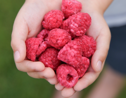 hands holding raspberries