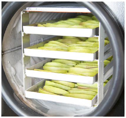 Sliced apples in a freeze dryer on metal trays