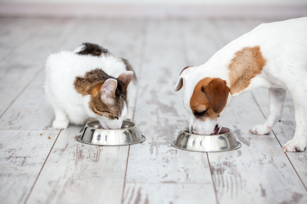 Cat and dog eating pet food