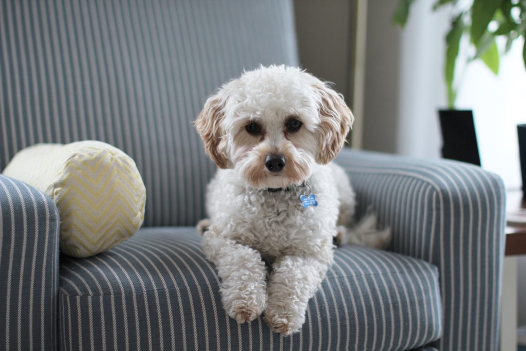 Puppy on chair